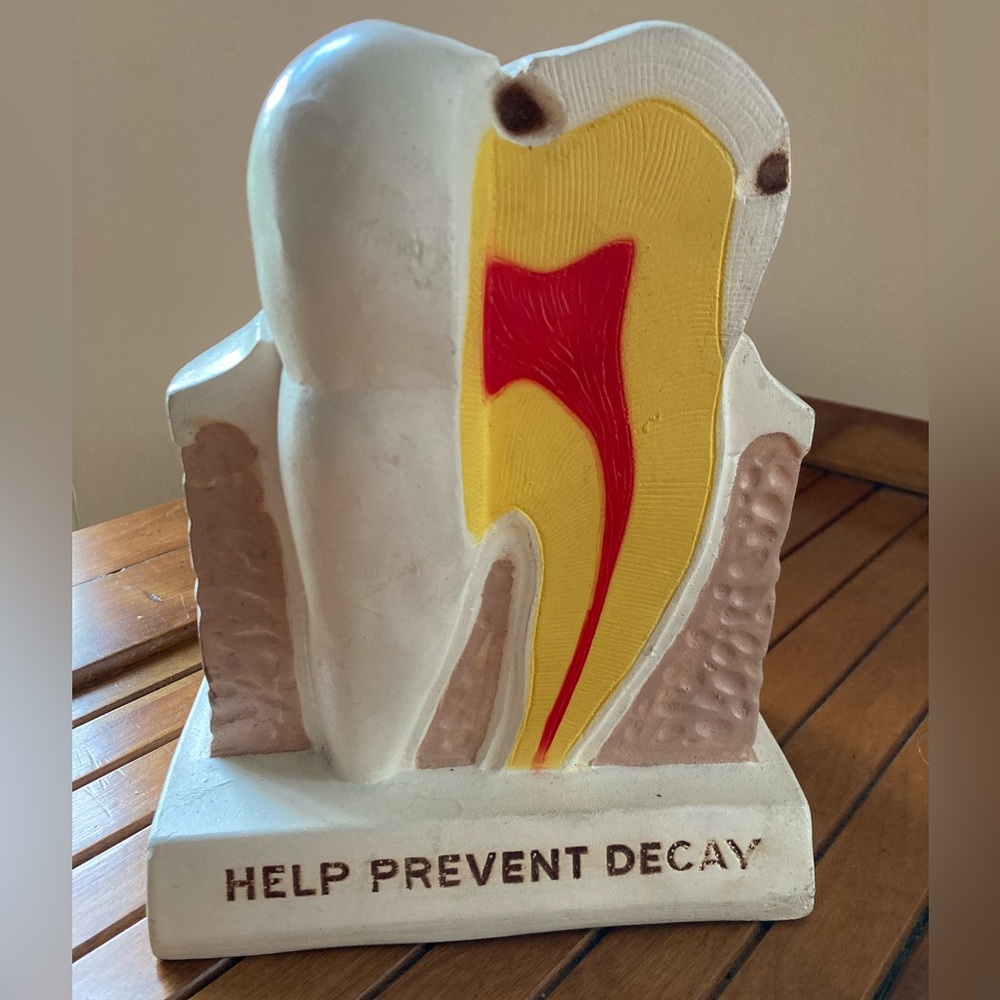 Vintage Anitomical Dental Decay Display